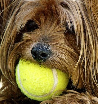 dog with ball