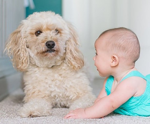 Dog and Baby
