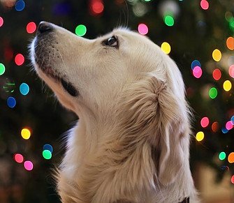 Dog and Christmas lights