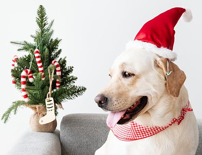 Dog with Christmas Tree