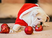 Dog with ornaments